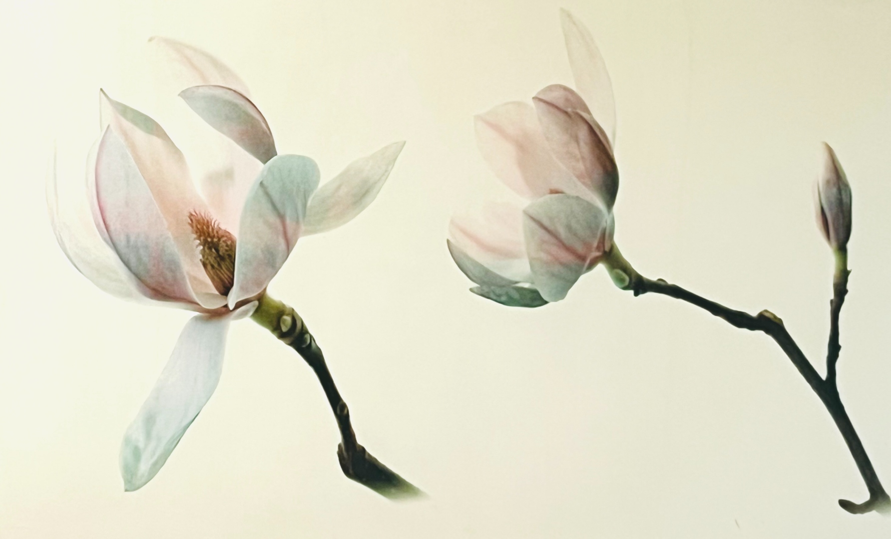 Magnolias